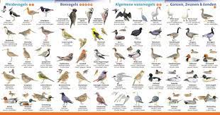 vogelsoorten