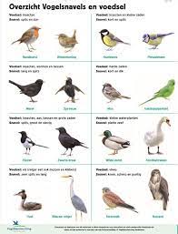 vogel soorten