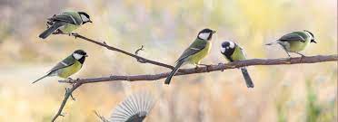 Bomen: Onmisbare Habitat voor Vogels