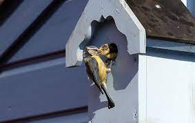 Optimaliseer de Broedomgeving van de Koolmees met een Nestkast van Vogelbescherming