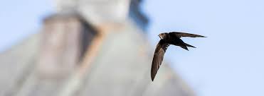 Vogelbescherming: Nestkast voor de Gierzwaluw – Help deze prachtige vogels met een veilige broedplaats