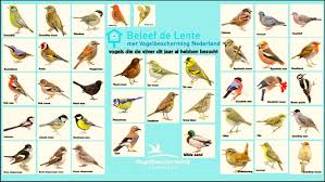 Ontdek de Vogelrijkdom: Het Vogelboek van Vogelbescherming