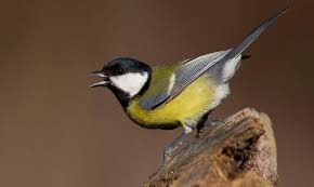 Vogelhuisje voor de Koolmees: Bescherming en Nestgelegenheid van Vogelbescherming