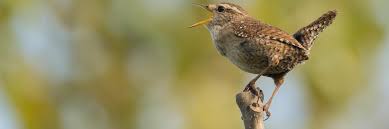 Ontdek de Betoverende Wereld van Vogelgeluiden