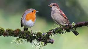 Ontdek de Magie van Tuin Vogeltelling: Help de Vogels in Jouw Eigen Tuin!