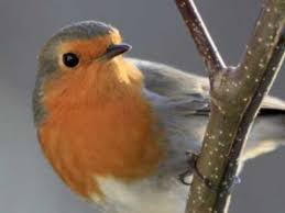 De Betovering van Vogelgeluiden: Een Melodieuze Symfonie in de Natuur