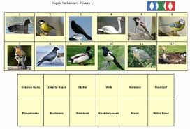 Het Belang van Vogels Herkennen: Een Gids voor Beginners