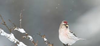 Maak je klaar voor de Vogeltelling 2023: Tel mee en help onze vogels!