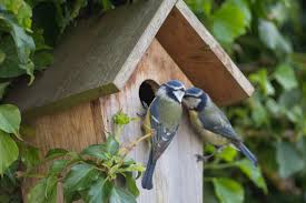 Ontdek de Magie van een Nestkastje in uw Tuin