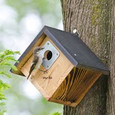 Creëer een Veilig Thuis: Nestkastje voor Koolmees in Jouw Tuin