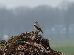 Ontdek Vogelrijkdom met Waarneming.nl: De Plek voor Vogelliefhebbers