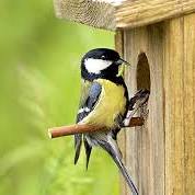 Haal de Natuur in Huis met een Prachtig Vogelkastje voor je Tuin