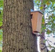 Optimale Nestkast voor de Boomklever: Een Thuis in de Tuin
