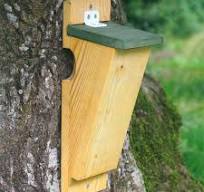 Optimaliseer het Welzijn van Boomkruipers met een Geschikte Nestkast