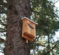 Creëer een Veilige Thuisbasis: Nestkast voor Vleermuizen