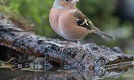 Ontdek de Verscheidenheid aan Vogelsoorten in Jouw Tuin