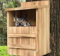 Creëer een Veilige Thuis: Nestkast voor Uilen in Jouw Tuin