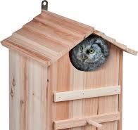 Creëer een Veilige Haven: Nestkast voor de Uil