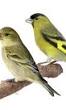 Prachtige Tropische Vogelsoorten: Kleurrijke Bewoners van Exotische Oorden