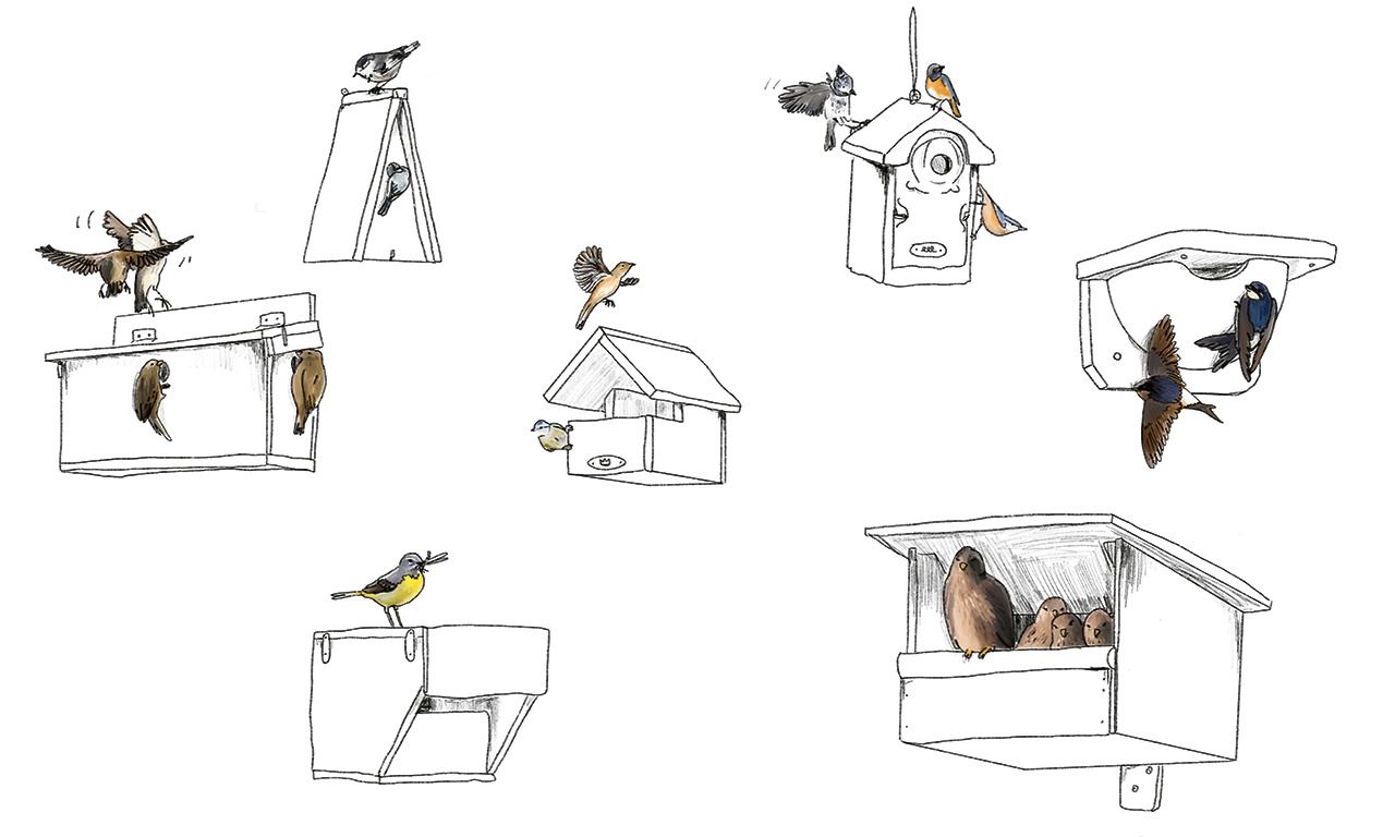 Optimale Afmeting van een Vogelhuisje voor de Koolmees