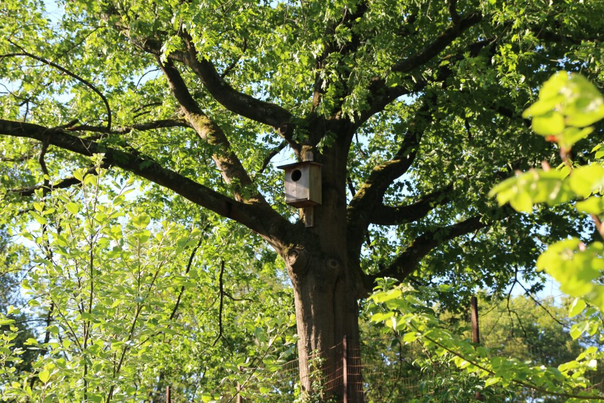 Creëer een Veilige Haven: Nestkast voor de Bosuil