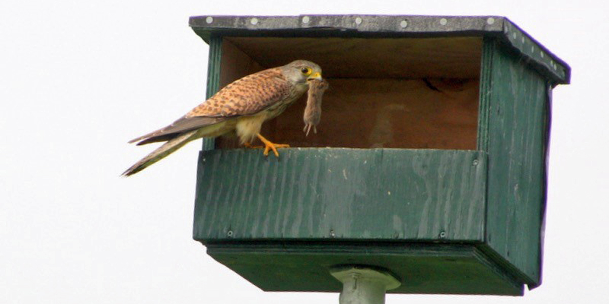 Bouwtekening voor Nestkast Torenvalk: Help de Vogels in uw Omgeving