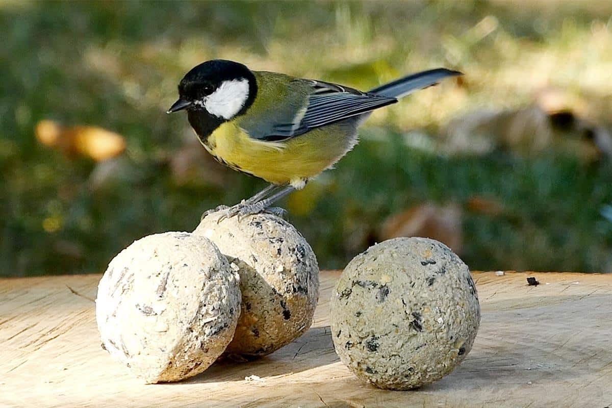 voer voor tuinvogels