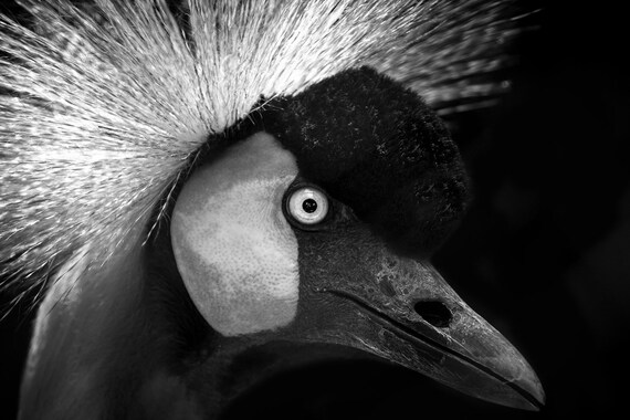 Ontdek de Magie van Vogelfotografie: Vastleggen van de Schoonheid van Vogels