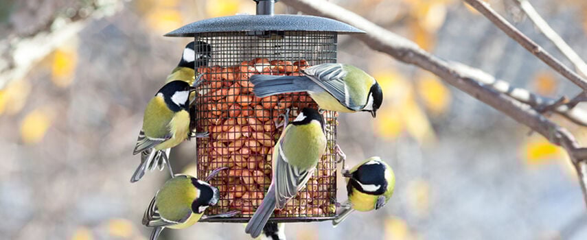 Ontdek de Vogelbescherming Shop: Alles voor Vogelliefhebbers!