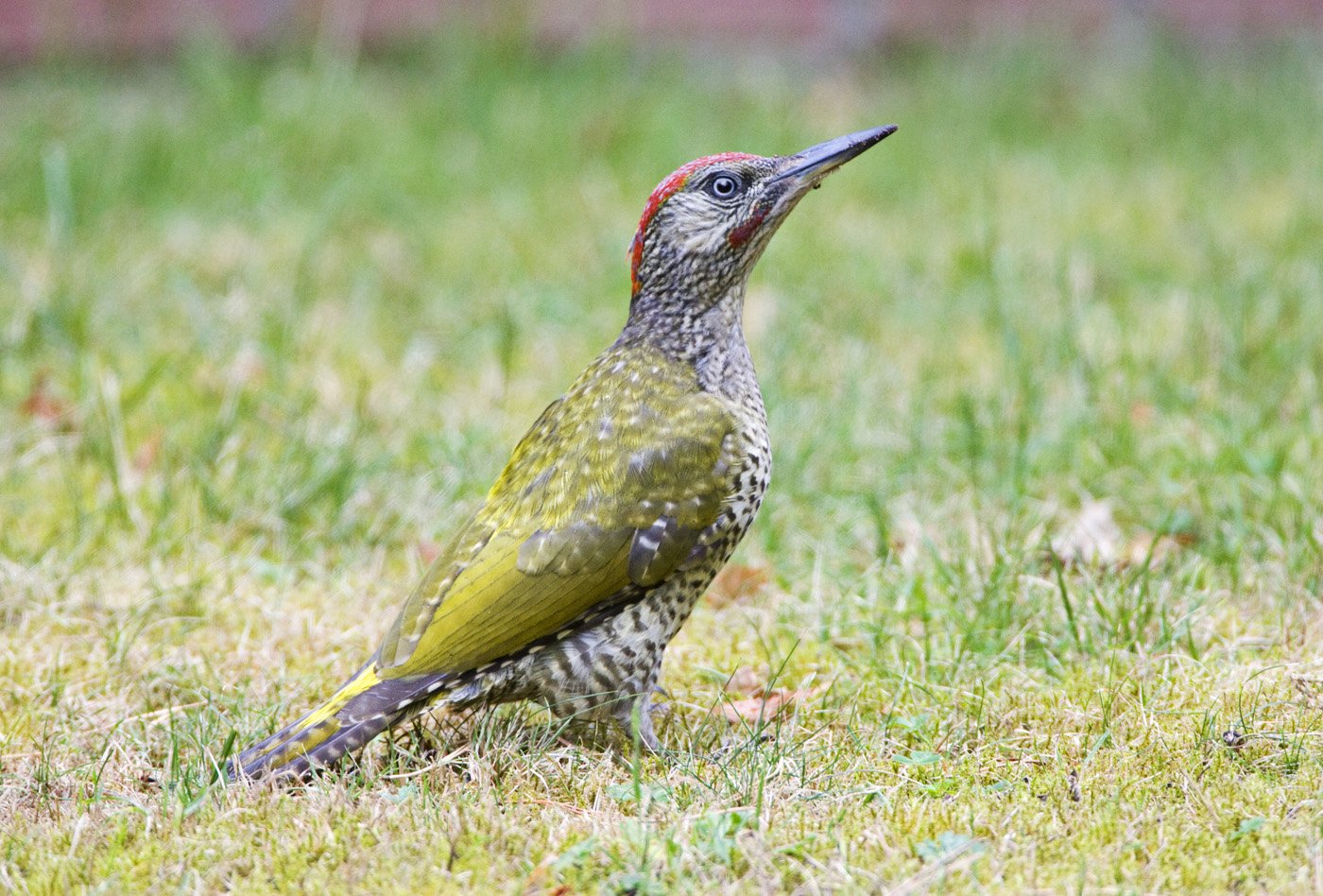 Bijzondere Zwarte Specht Waarneming in het Natuurgebied