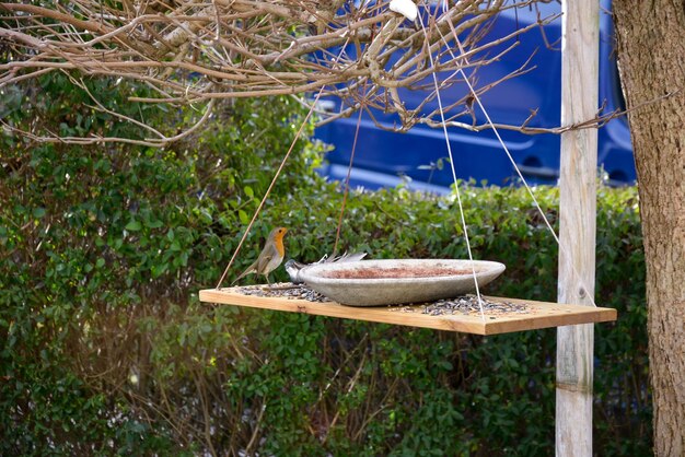 De Voordelen van een Kleine Boom voor Vogels in Je Tuin