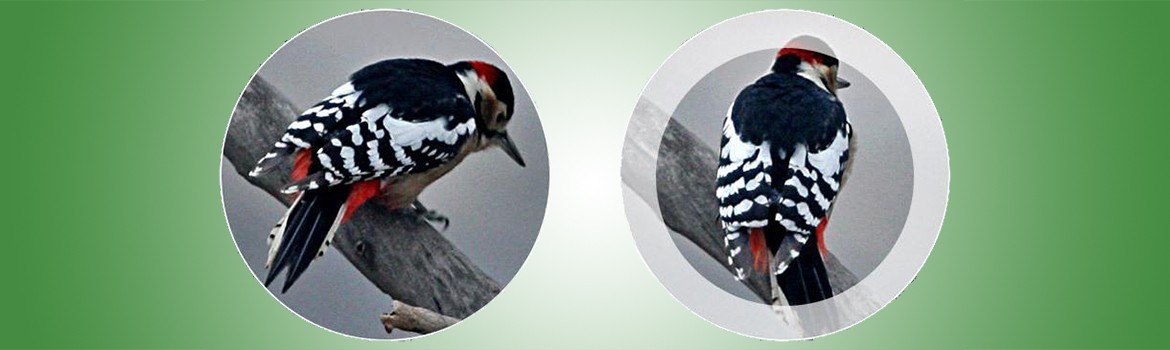 Kiezen tussen een Verrekijker voor Vogels: 8×42 of 10×42