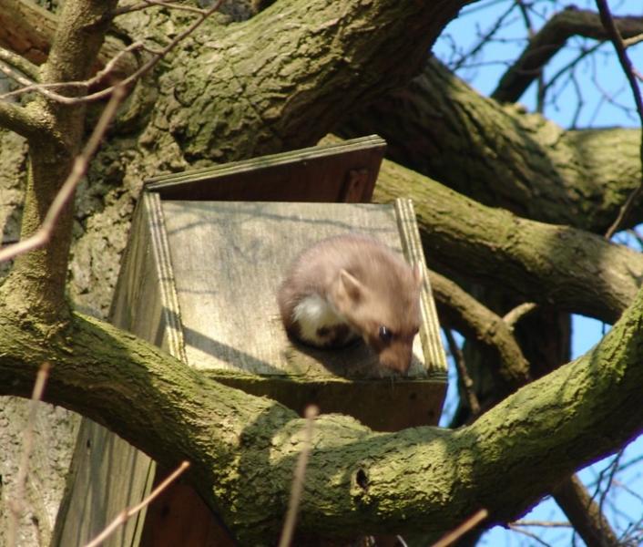 Help de Steenuil: Plaats een Nestkast voor deze Prachtige Roofvogel