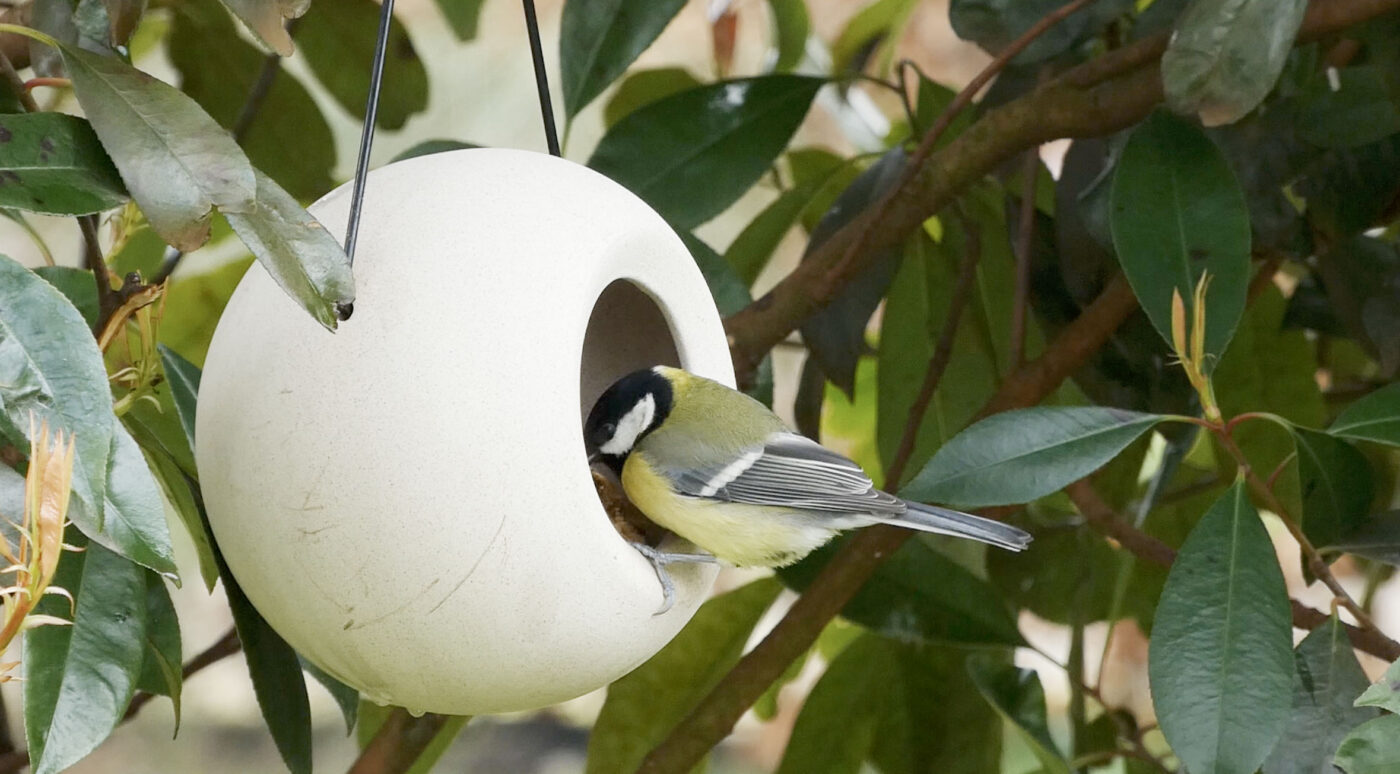 Kunnen vogels vogelvoer ruiken? Een onderzoek naar het reukvermogen van vogels