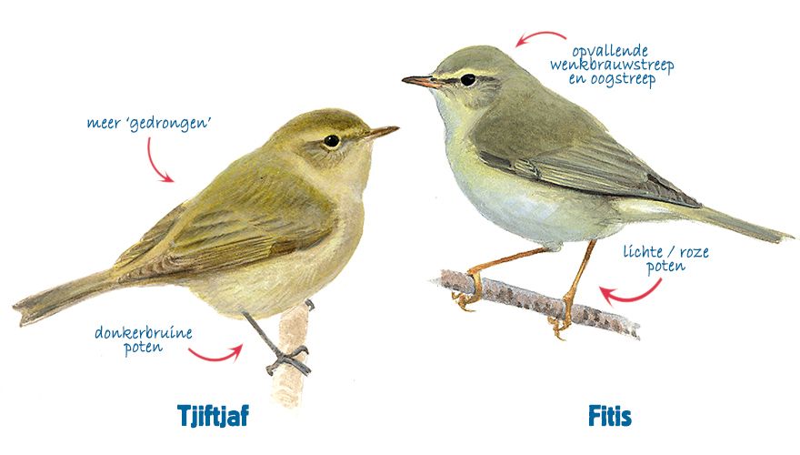 Ontdek de Diversiteit van Vogelsoorten in Jouw Tuin