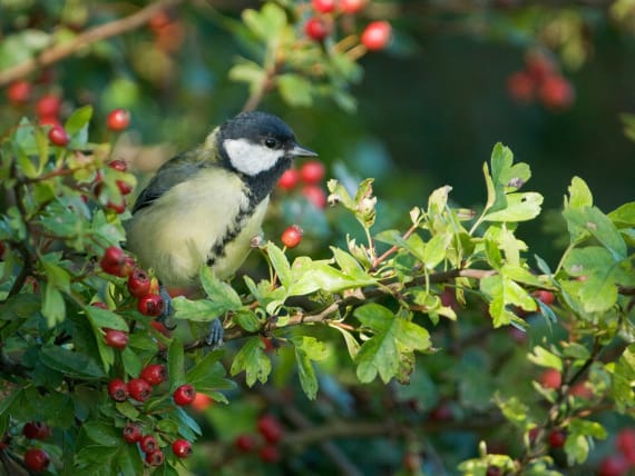 Creëer een Vogelvriendelijke Tuin met Deze Prachtige Struiken