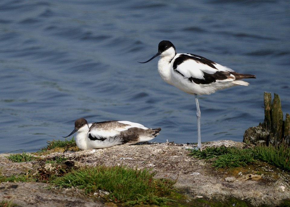 Prachtige Witte Vogelsoorten: Een Betoverende Verschijning in de Natuur