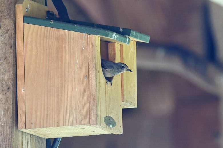 Creëer een Thuis voor de Zwarte Roodstaart met een Nestkast