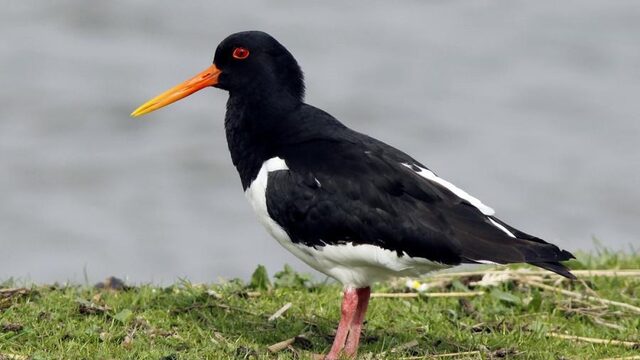 Ontdek de Mystiek van Zwarte Vogelsoorten in de Natuur