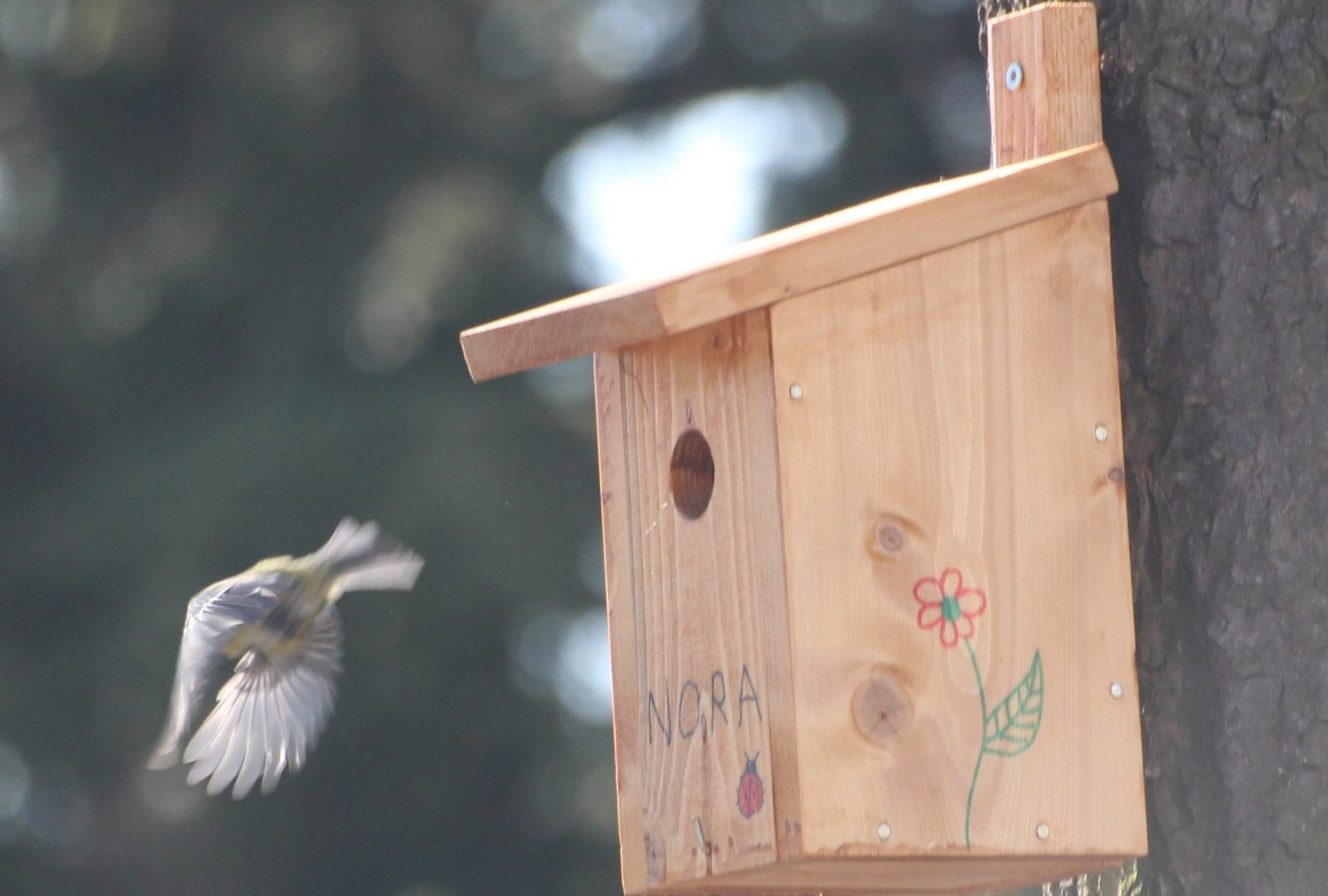 Creëer een Welkom Thuis voor Mezen met een Nestkast in Jouw Tuin
