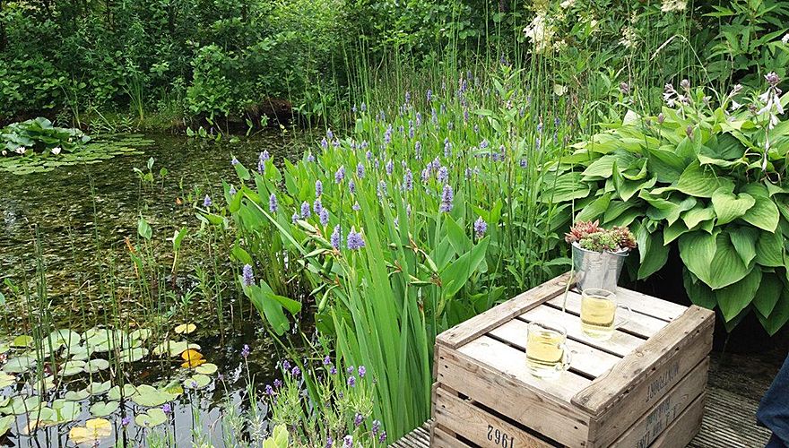 Creëer een Paradijselijke Vogel-tuin in Jouw Achtertuin