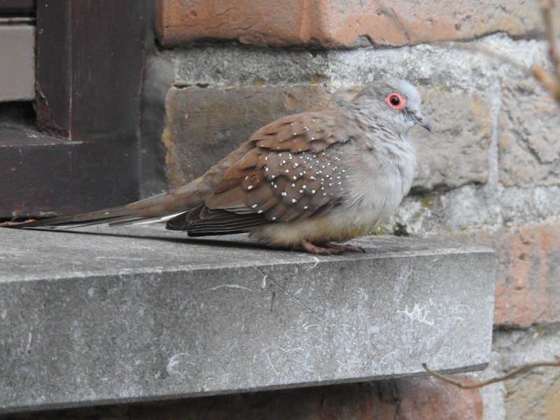 Diamantduif Nestkast: Een Veilige Haven voor Jouw Gevederde Vrienden