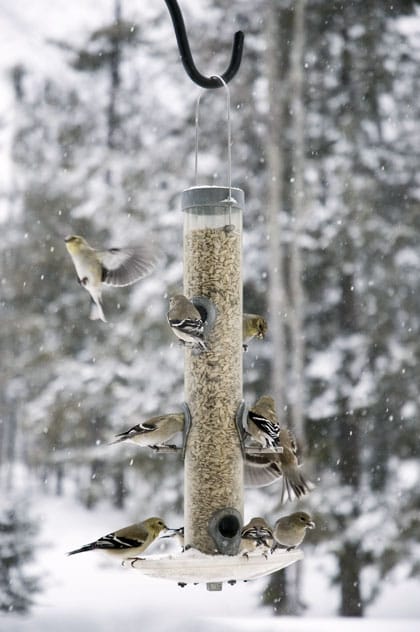 Alles over Vogels Voer: Tips voor het Voeren van Onze Gevederde Vrienden
