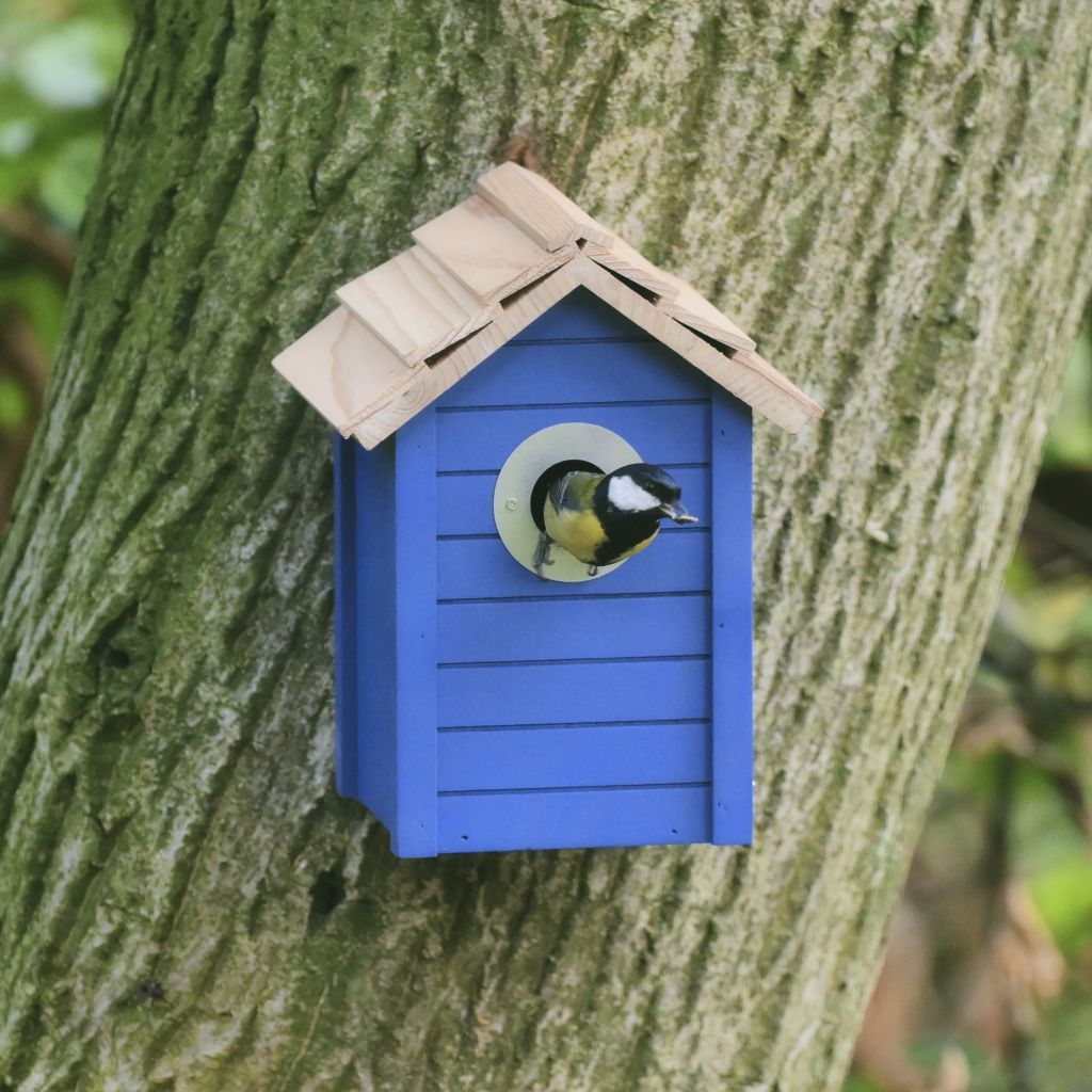 Optimaal Nestkastontwerp voor de Kauw: Een Thuis voor Slimme Vogels