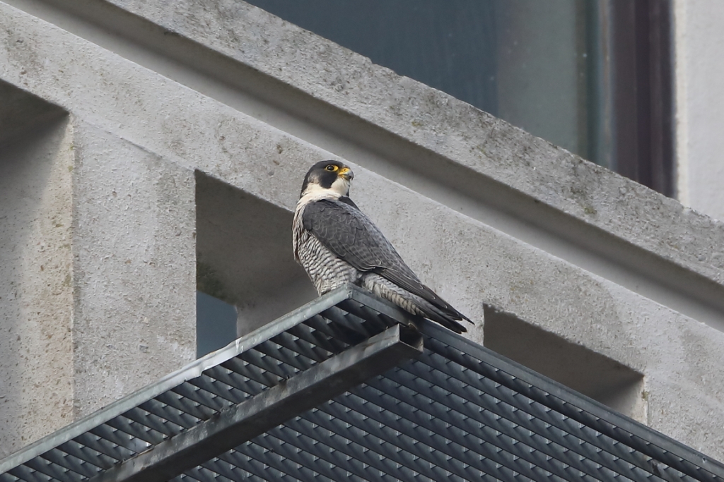 Optimale Nestkast voor de Slechtvalk: Een Veilige Haven voor Roofvogels