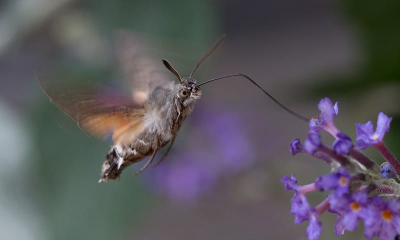 Creëer een Vogel- en Vlindervriendelijke Tuin met Deze Struiken!