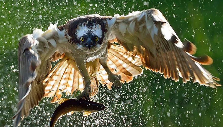 Ontdek de Pracht van Vogels Kijken met een Verrekijker