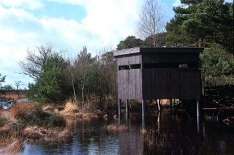 Ontdek de Betovering van de Vogelobservatiehut