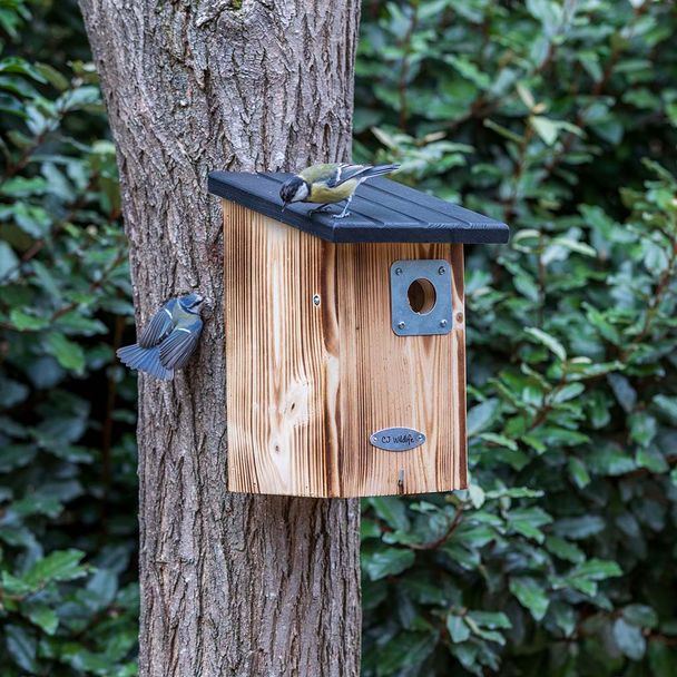 Creëer een Vogelvriendelijke Tuin met Prachtige Nestkasten