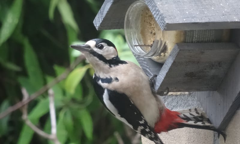 Help de Vogels de Winter Door met Geschikt Vogelvoer
